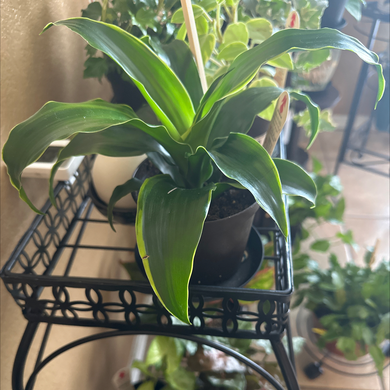 Dracaena Limelight plant on a metal stand with vibrant green leaves.