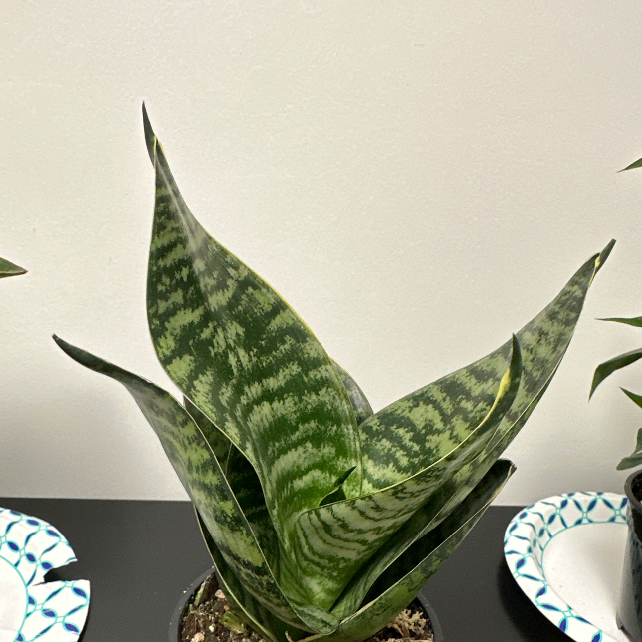 Photo of the plant species Dracaena hahnii 'White Edge' by @Happyplantlady named Einstein on Greg, the plant care app