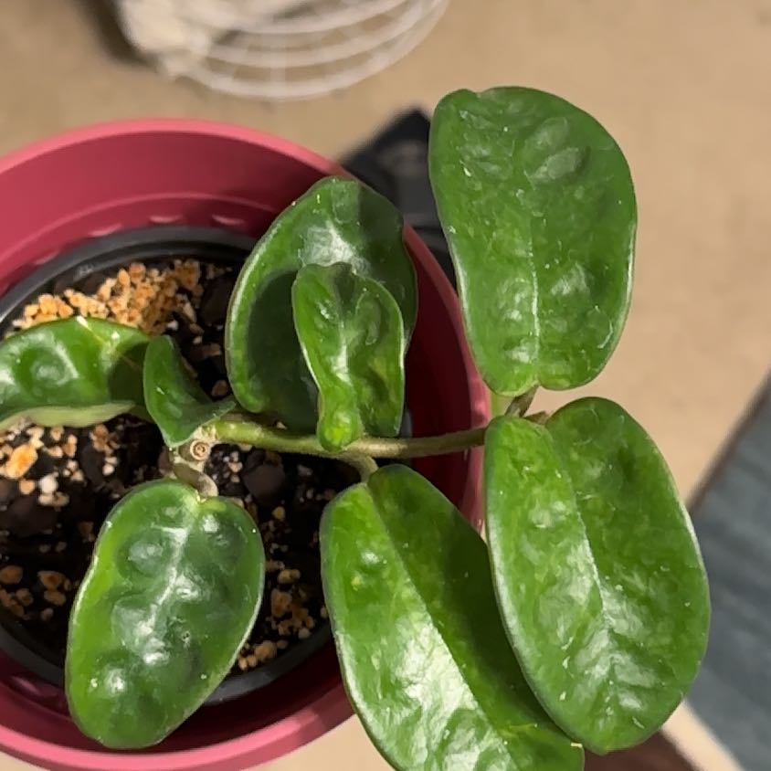 Hoya Carnosa Krinkle 8 plant in a pot with healthy green leaves.