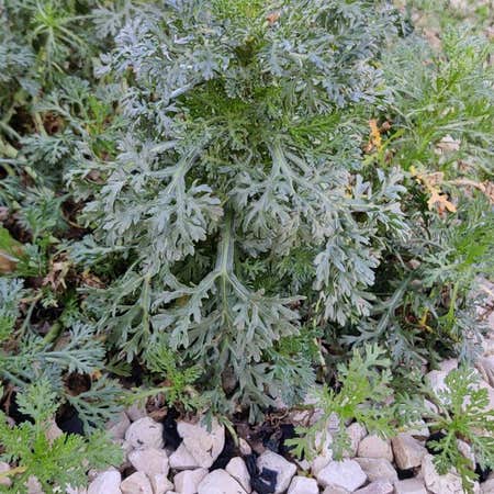 Photo of the plant species Artemisia Absinthium by @JauntyCoralpea named Sol on Greg, the plant care app