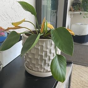 Photo of the plant species Philodendron 'Mia' by @CleverKaroorose named Mia on Greg, the plant care app