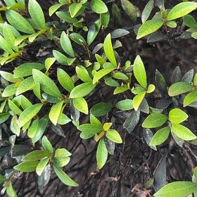 Photo of the plant species Brush Cherry by @SoaringShallot named Nemo on Greg, the plant care app