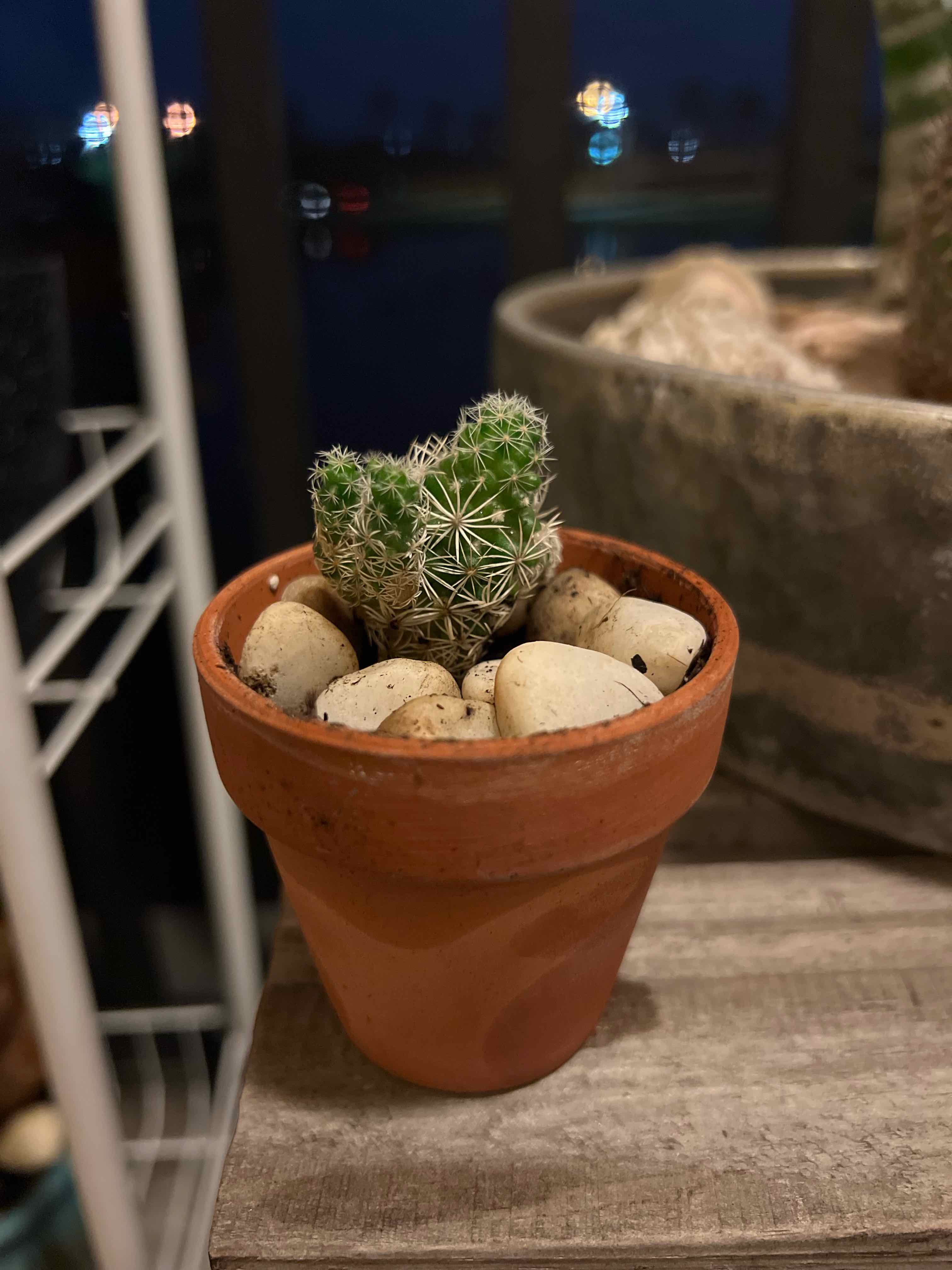 Chihuahuan Beehive cactus in a terracotta pot with white pebbles.