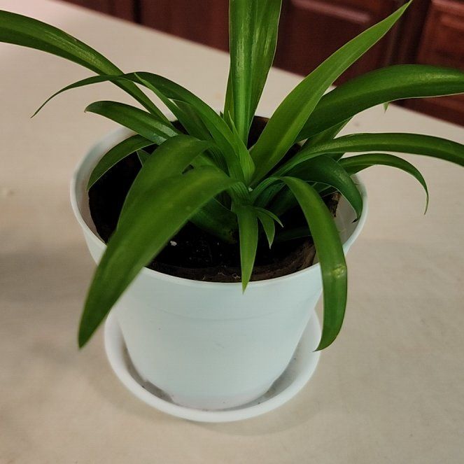 Photo of the plant species Green Spider Plant by @purplepeony22 named Aislynn's spider plant on Greg, the plant care app