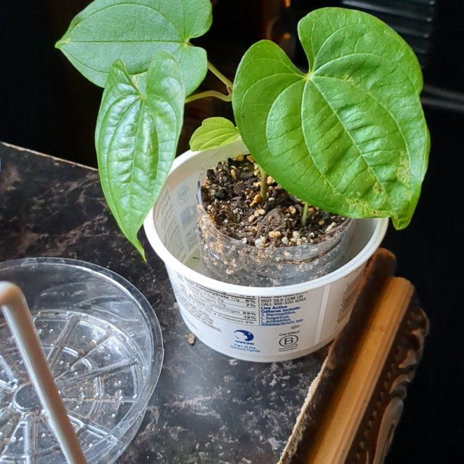 Photo of the plant species Wild Yam by @HappyZebrina named Sanders on Greg, the plant care app