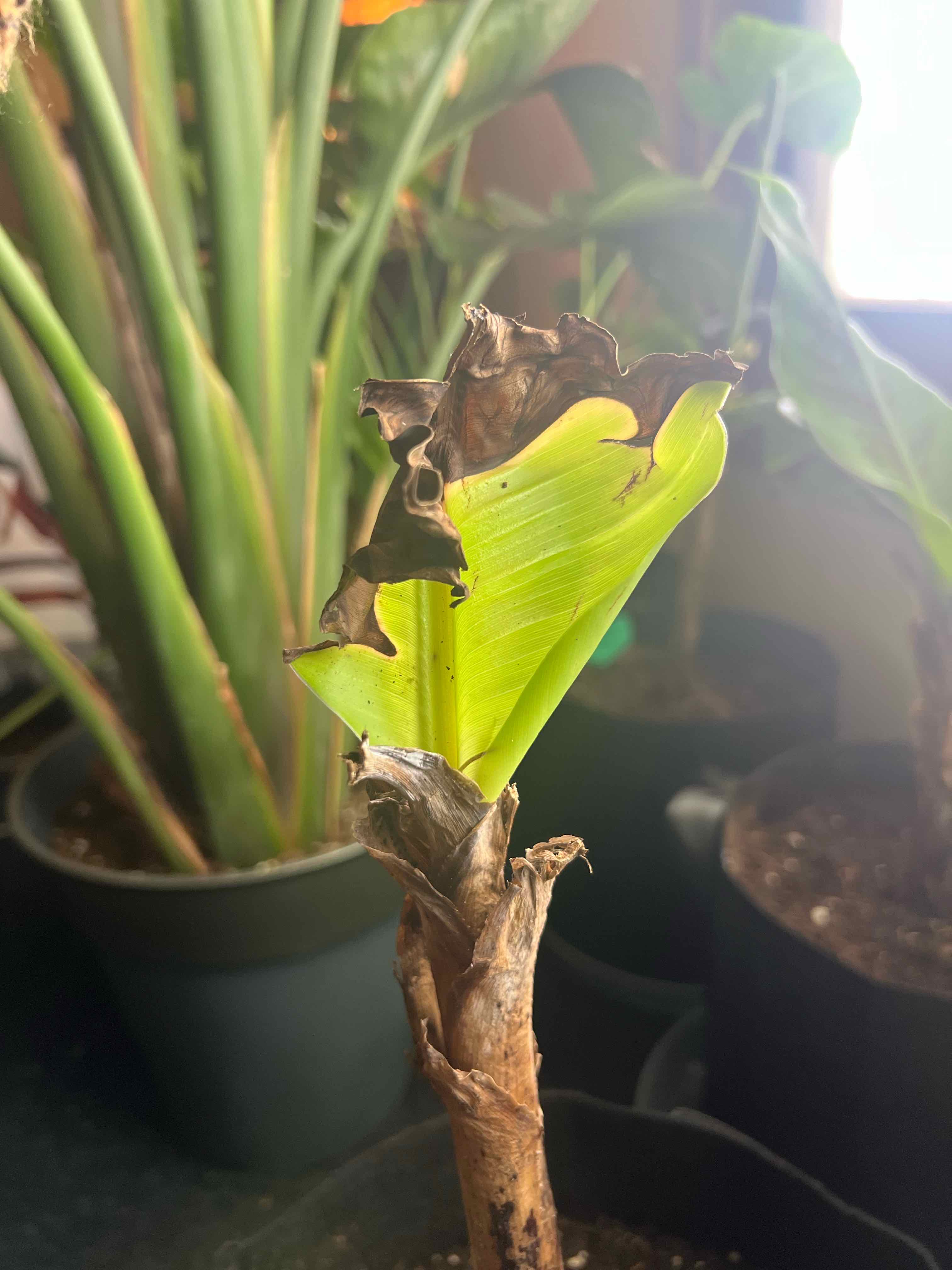 Japanese Banana plant with a new leaf showing browning edges, potted with visible soil.