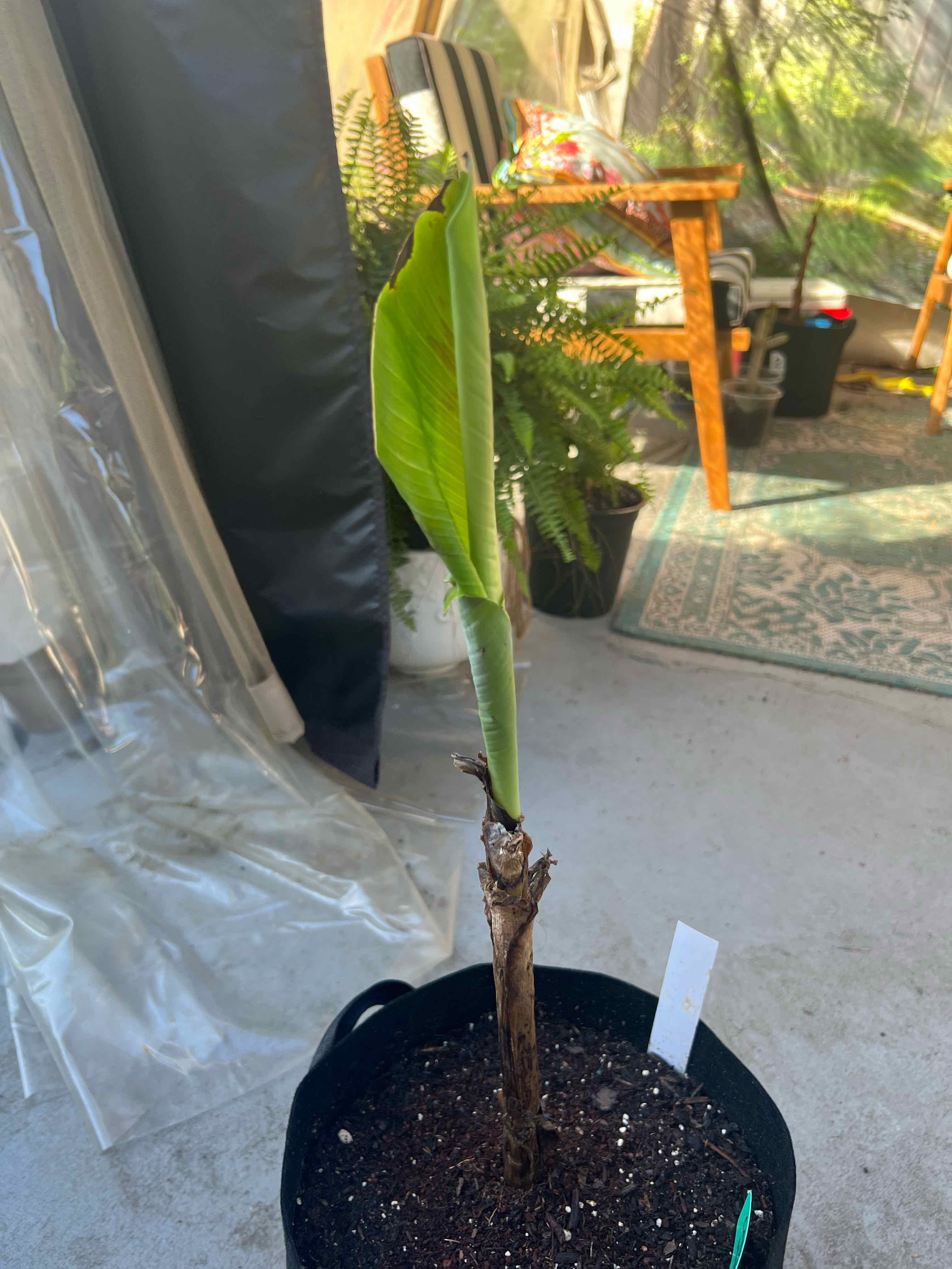 Young Japanese Banana plant in a pot with a single green leaf and healthy stem.