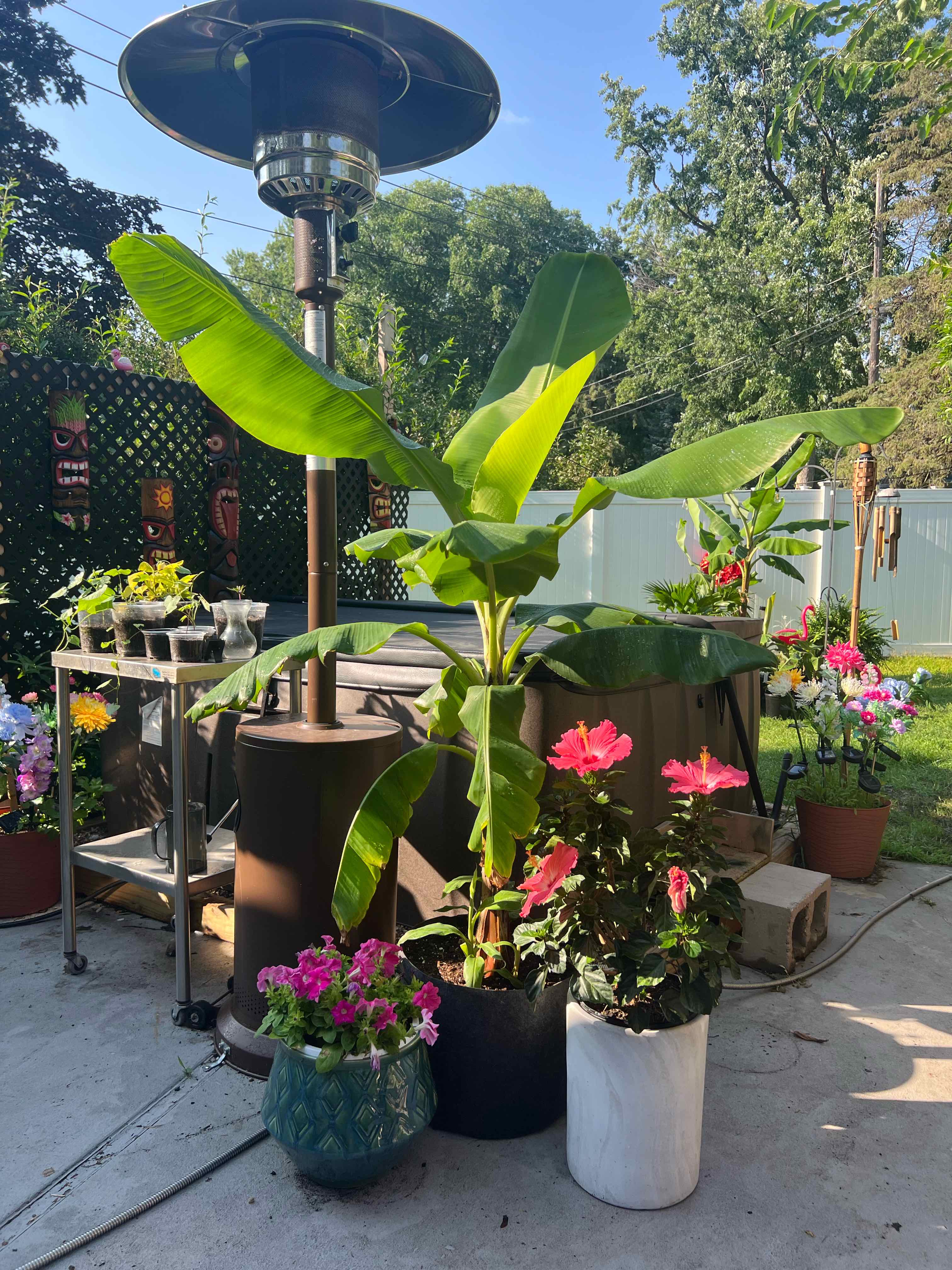 Photo of the plant species Grand Nain Banana by @Sophie.is.soso named Sol #2 on Greg, the plant care app