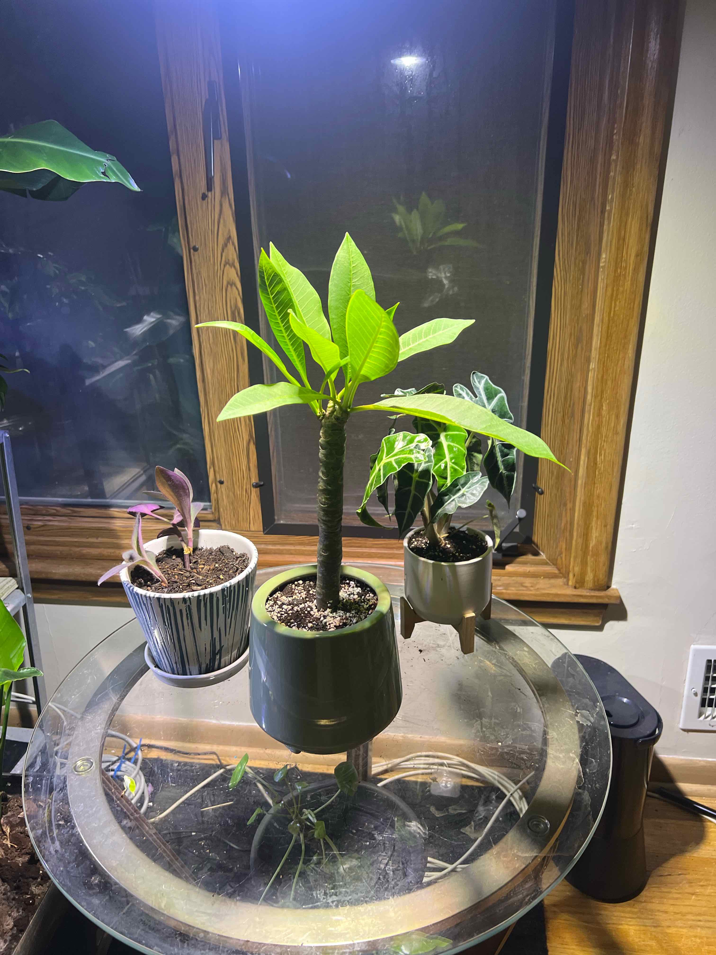 Photo of the plant species Plumeria alba by @Sophie.is.soso named Gregarious on Greg, the plant care app