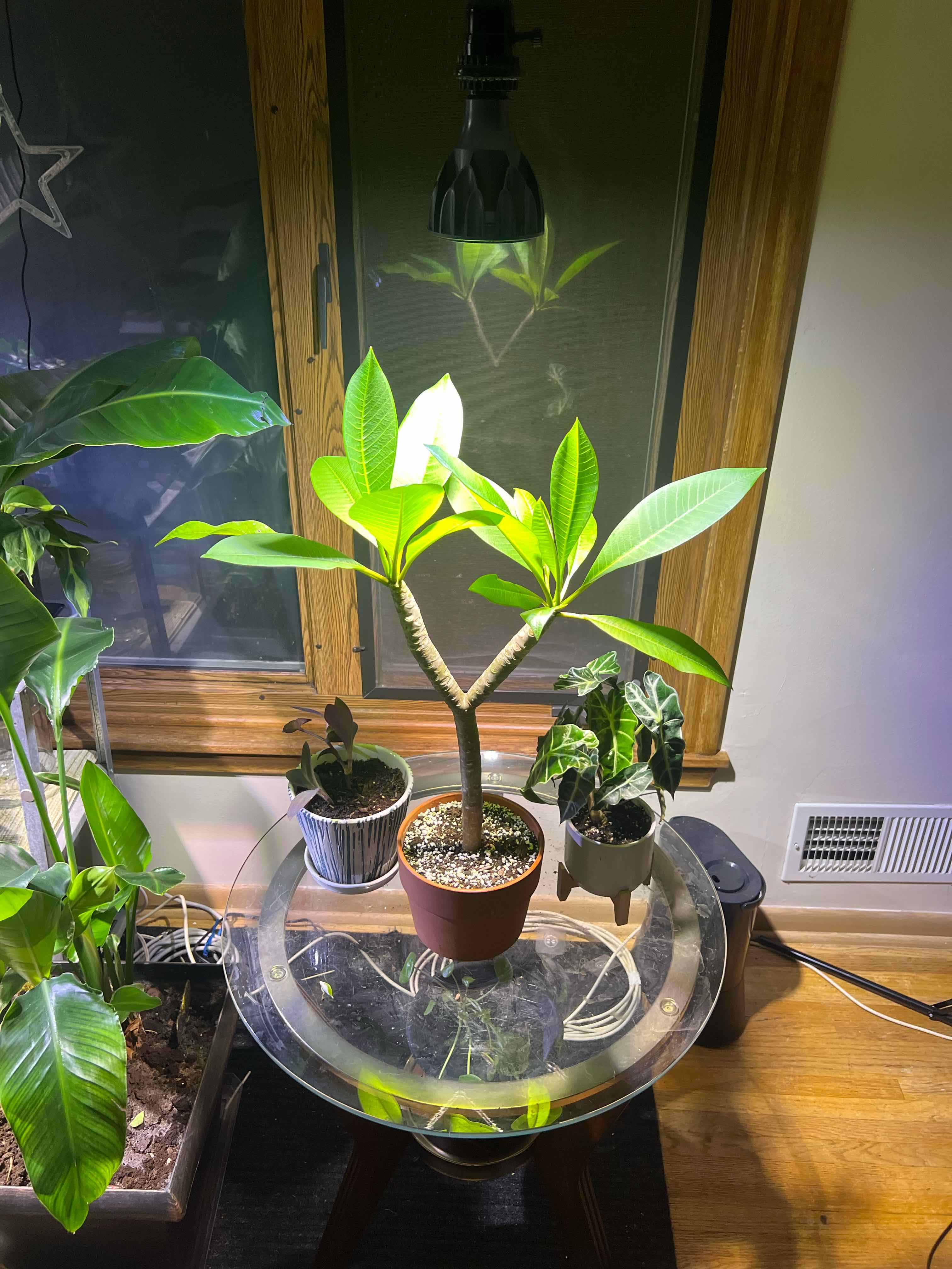 Photo of the plant species Plumeria alba by @Sophie.is.soso named Lebron on Greg, the plant care app