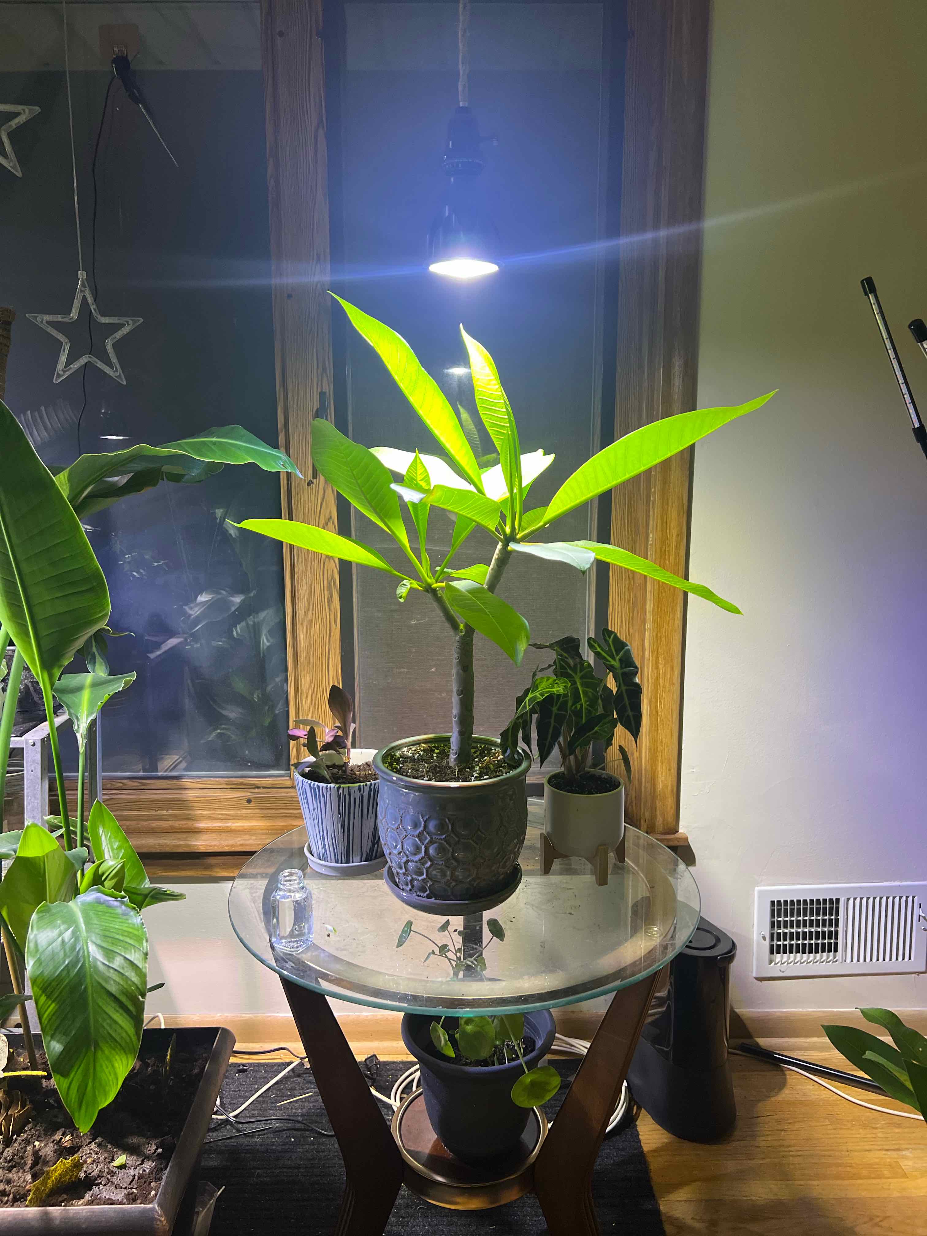 Photo of the plant species Plumeria alba by @Sophie.is.soso named Keanu Leaves on Greg, the plant care app