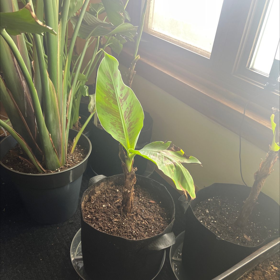 Japanese Banana plant in a pot with visible yellowing and browning leaves, placed indoors near a window.
