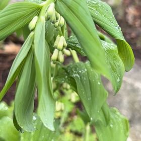 Photo of the plant species Common Solomon's Seal by @RulerAnthemis named Tupot amaroot on Greg, the plant care app