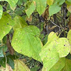Photo of the plant species Catalpa by @MajordomoSedum named Figyonce on Greg, the plant care app