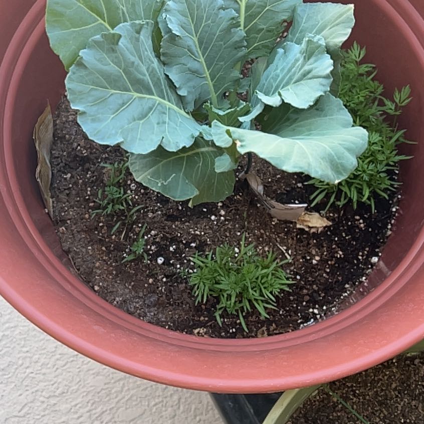 Photo of the plant species Tree Collard by @SubtleRedfir named Collar Greens on Greg, the plant care app