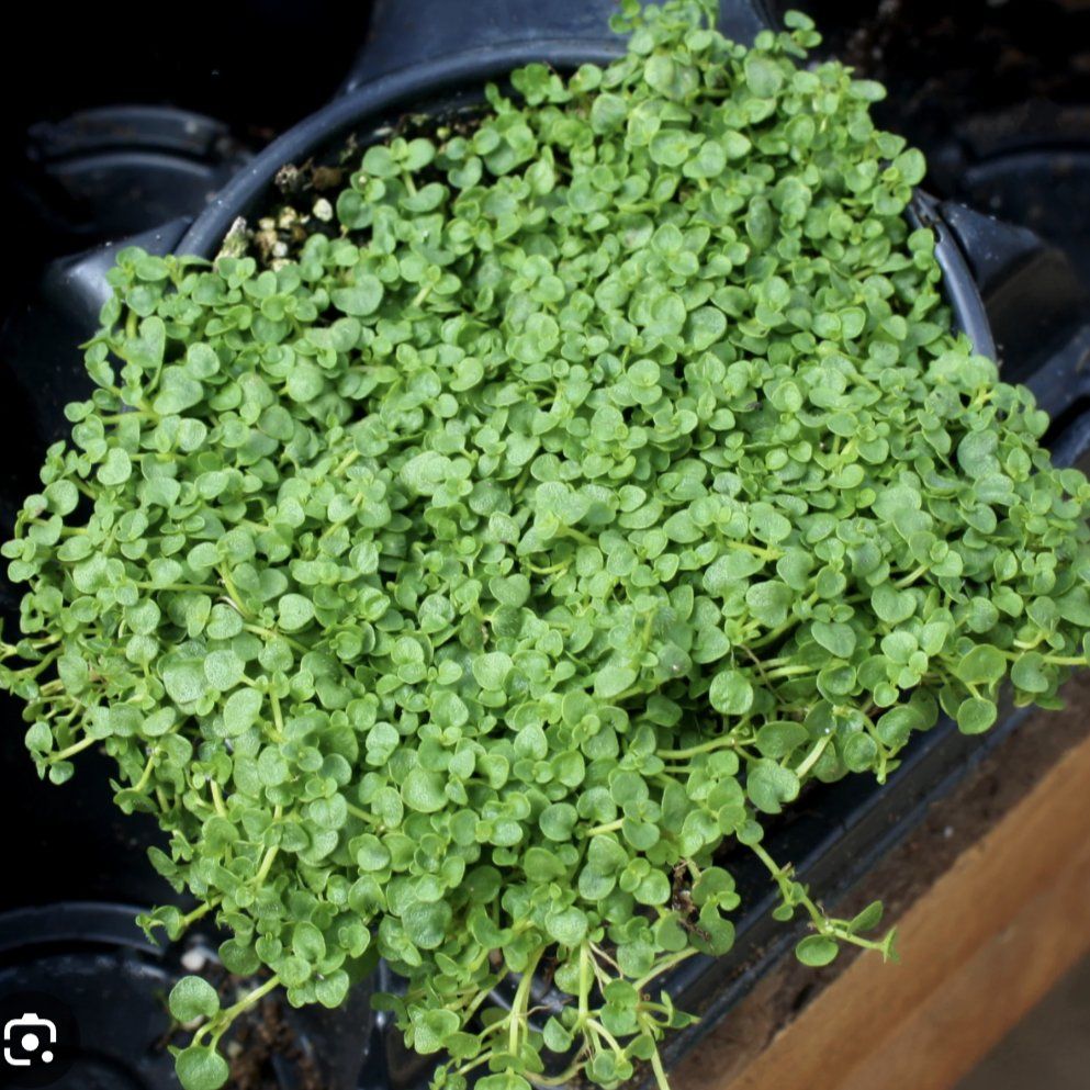 Photo of the plant species Corsican Mint by @PlenarySeastock named Pax on Greg, the plant care app
