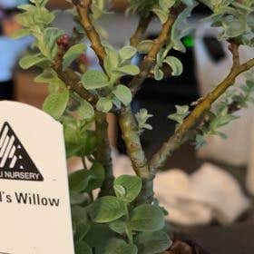 Photo of the plant species Boyd's Willow by @HeroLarkspur named Demi on Greg, the plant care app