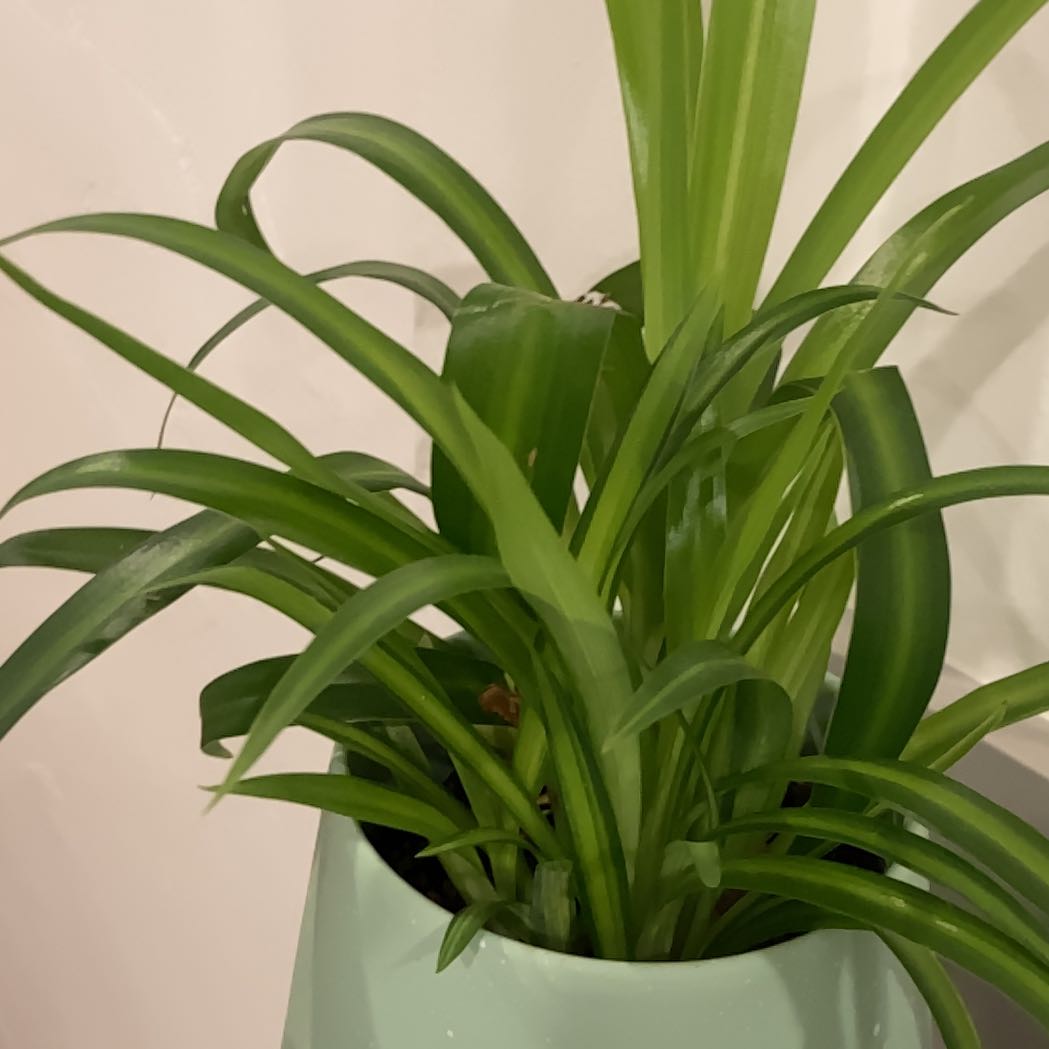 Healthy Beach Spiderlily plant with vibrant green leaves in a light-colored pot.