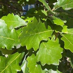 Photo of the plant species Swamp White Oak by @GenteelWingfern named Harper on Greg, the plant care app