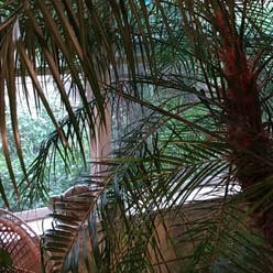 Pygmy Date Palm plant
