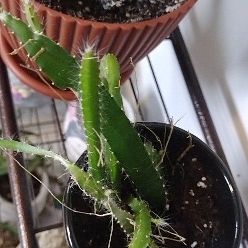 Photo of the plant species dragon fruit cactus by @ZestDeerfern named Rihanna on Greg, the plant care app