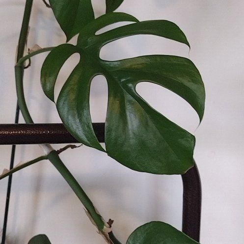 Photo of the plant species Monstera Ginny by @ZestDeerfern named Keanu Leaves on Greg, the plant care app