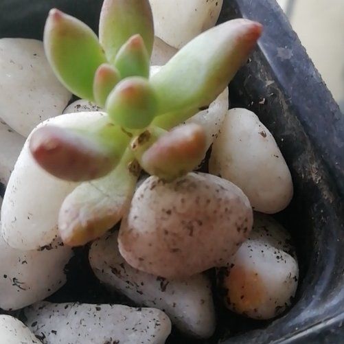 Photo of the plant species Coppertone Variegated Sedum by @PrizeSainfoin named Sedum Rubrotinctum on Greg, the plant care app