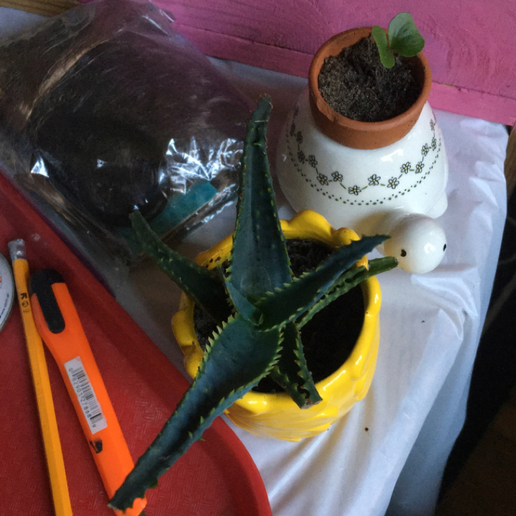 Aloe 'Swordfish' plant in a yellow pot with another small plant in a separate pot.