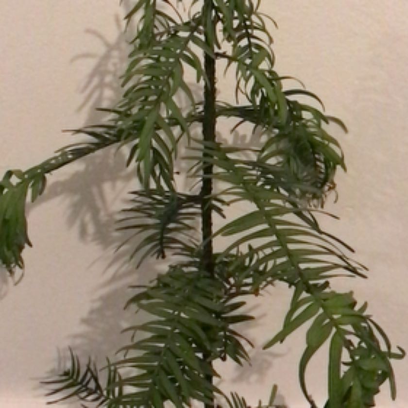 Photo of the plant species Wollemi Pine by @DreamyRosebush named Sam on Greg, the plant care app