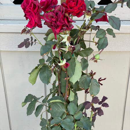 Photo of the plant species climbing rose by @NeatKingfern named Rosie on Greg, the plant care app