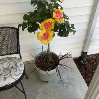 Chinese Hibiscus plant in St. Louis, Missouri