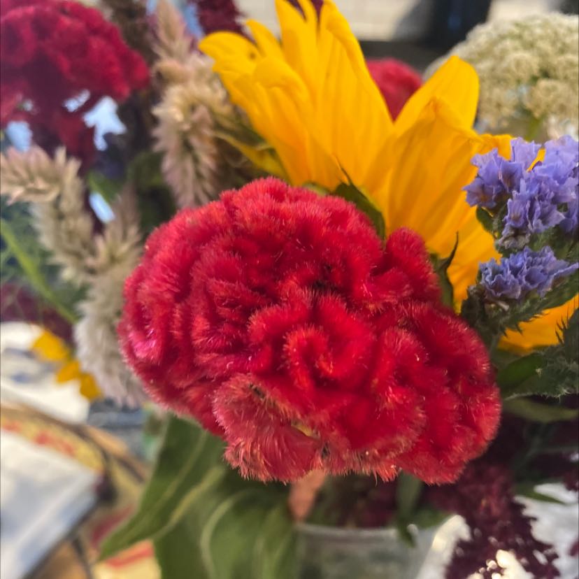 Vibrant red cockscomb flower in peak bloom, arranged in a colorful bouquet with sunflowers and other flowers.