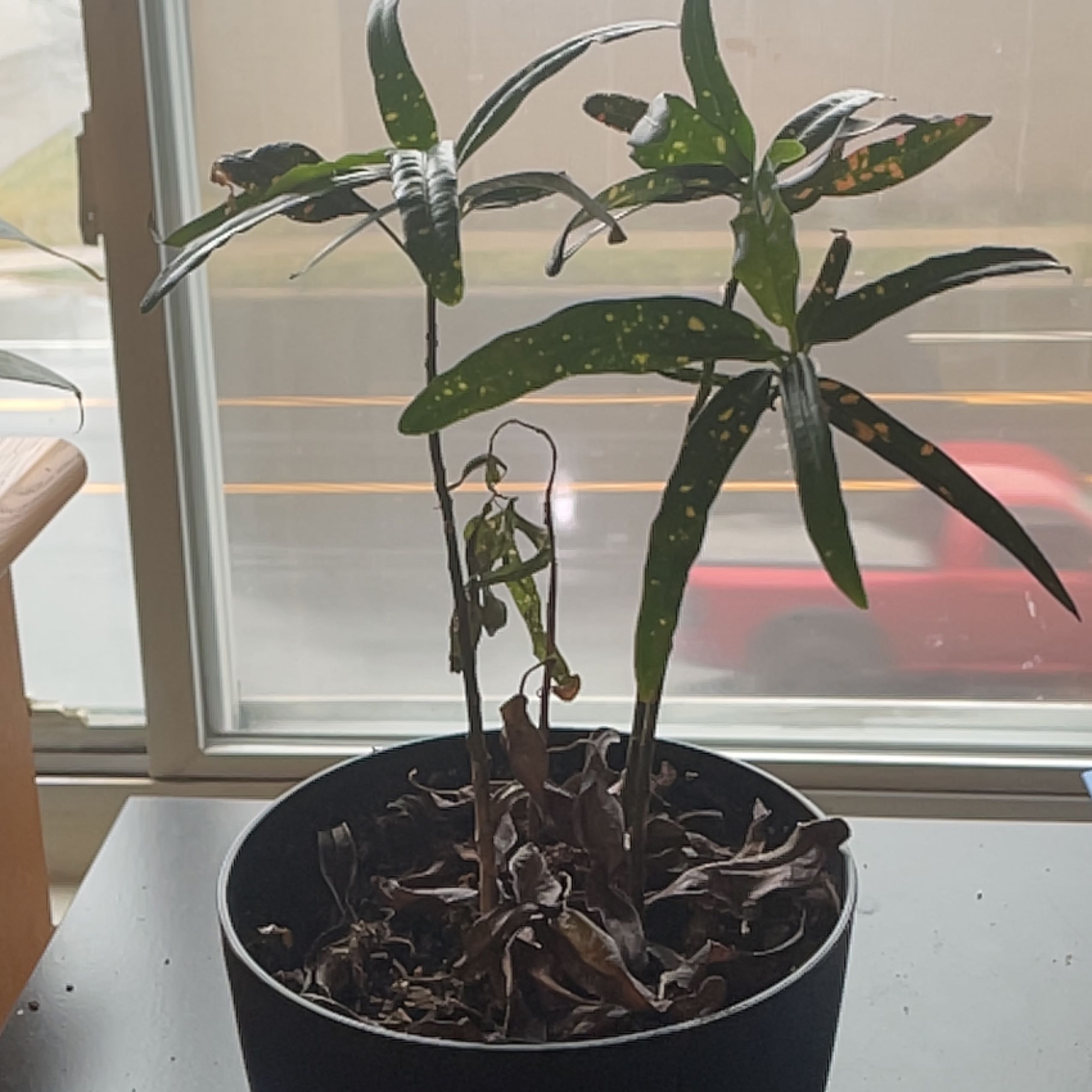 Photo of the plant species Croton Burning Bush by @WiseRedhill named Alton on Greg, the plant care app