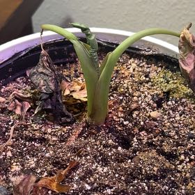 Photo of the plant species Alocacia Regal Shields by @ProperGuepinia named Gaga on Greg, the plant care app