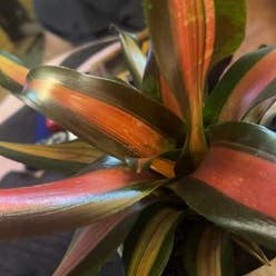 Blushing Bromeliad plant