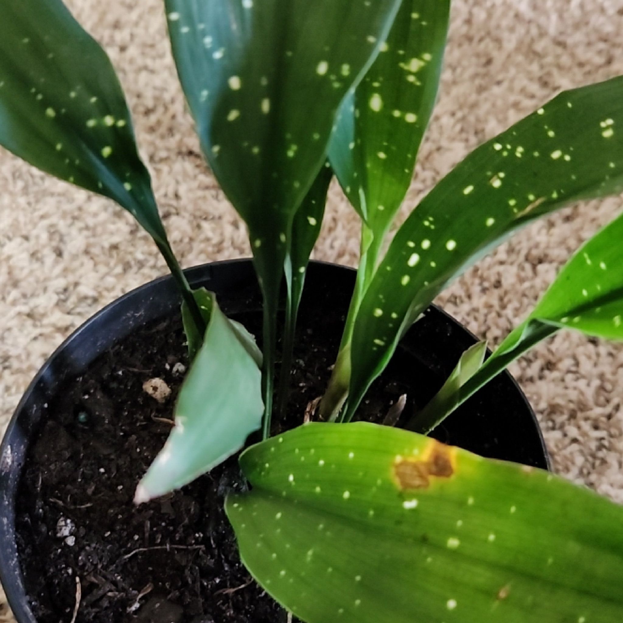 Potted Cast Iron Milky Way plant with green speckled leaves and some browning.