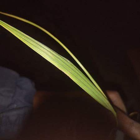 Photo of the plant species bai le by @GrandeeFanpalm named Prince on Greg, the plant care app