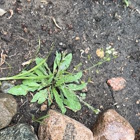 Photo of the plant species Shepherd's Purse by @JoyfulIvy named Doja Cat on Greg, the plant care app