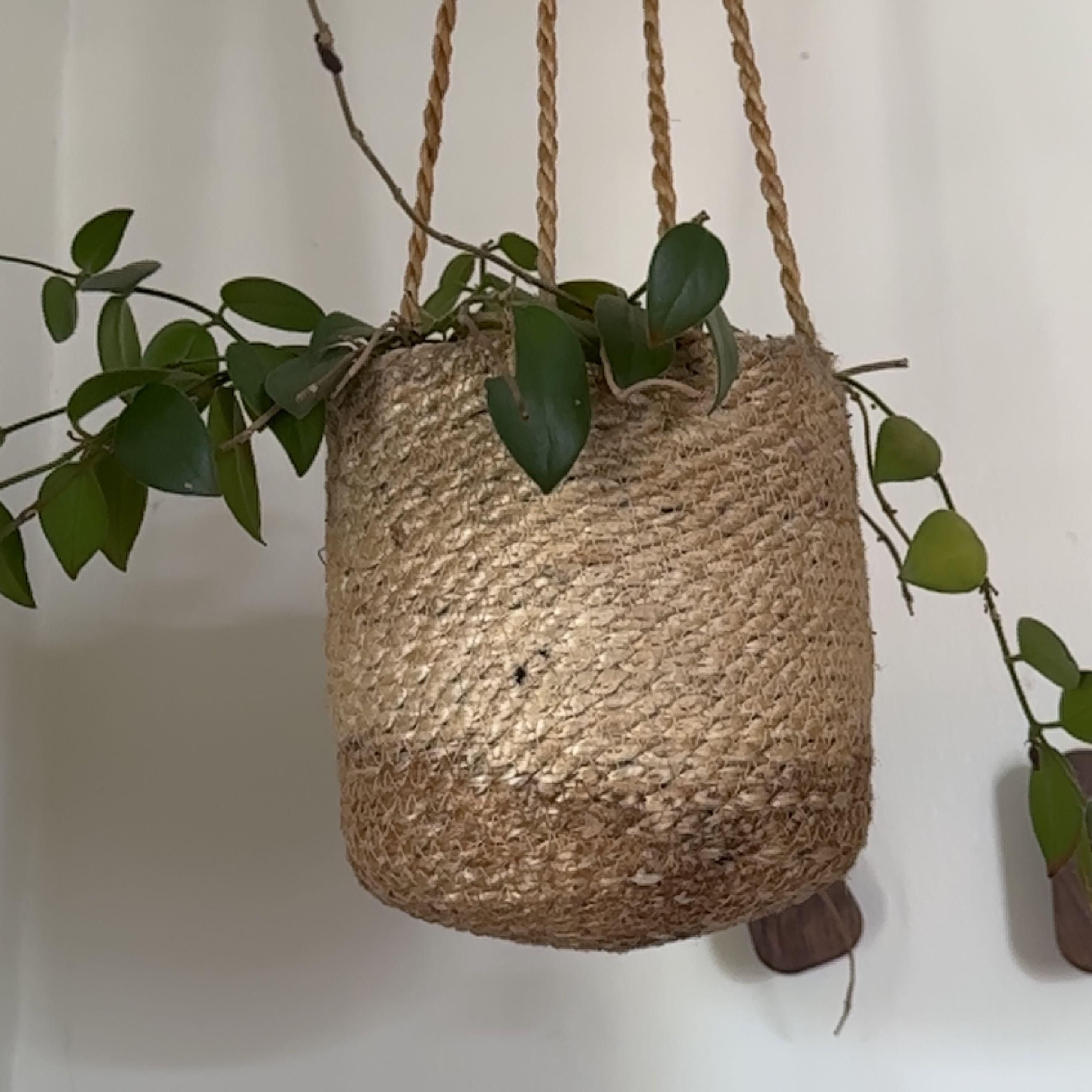 Hanging Lipstick Plant in a woven basket with green leaves.