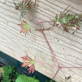 Photo of the plant species Longstalk Cranesbill by @LucidBogwillow named Queen on Greg, the plant care app