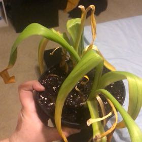 Photo of the plant species Wild Hyacinth by @ChirpyDeerberry named ChloroPhil on Greg, the plant care app