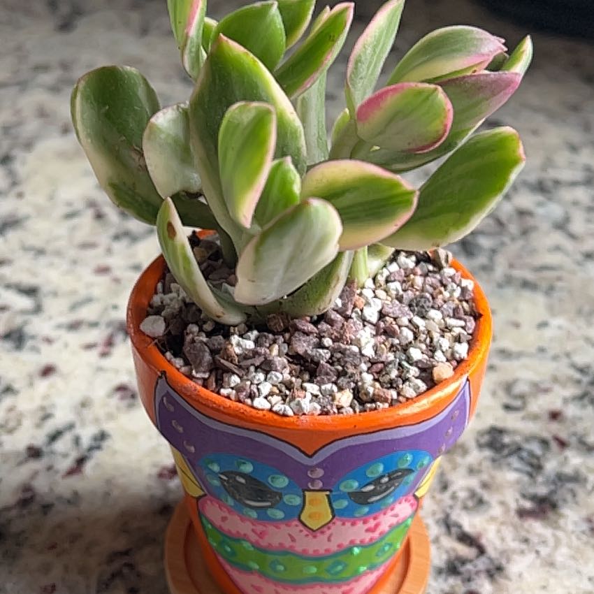 Variegated jade plant in a colorful pot with visible soil, well-framed and in focus.