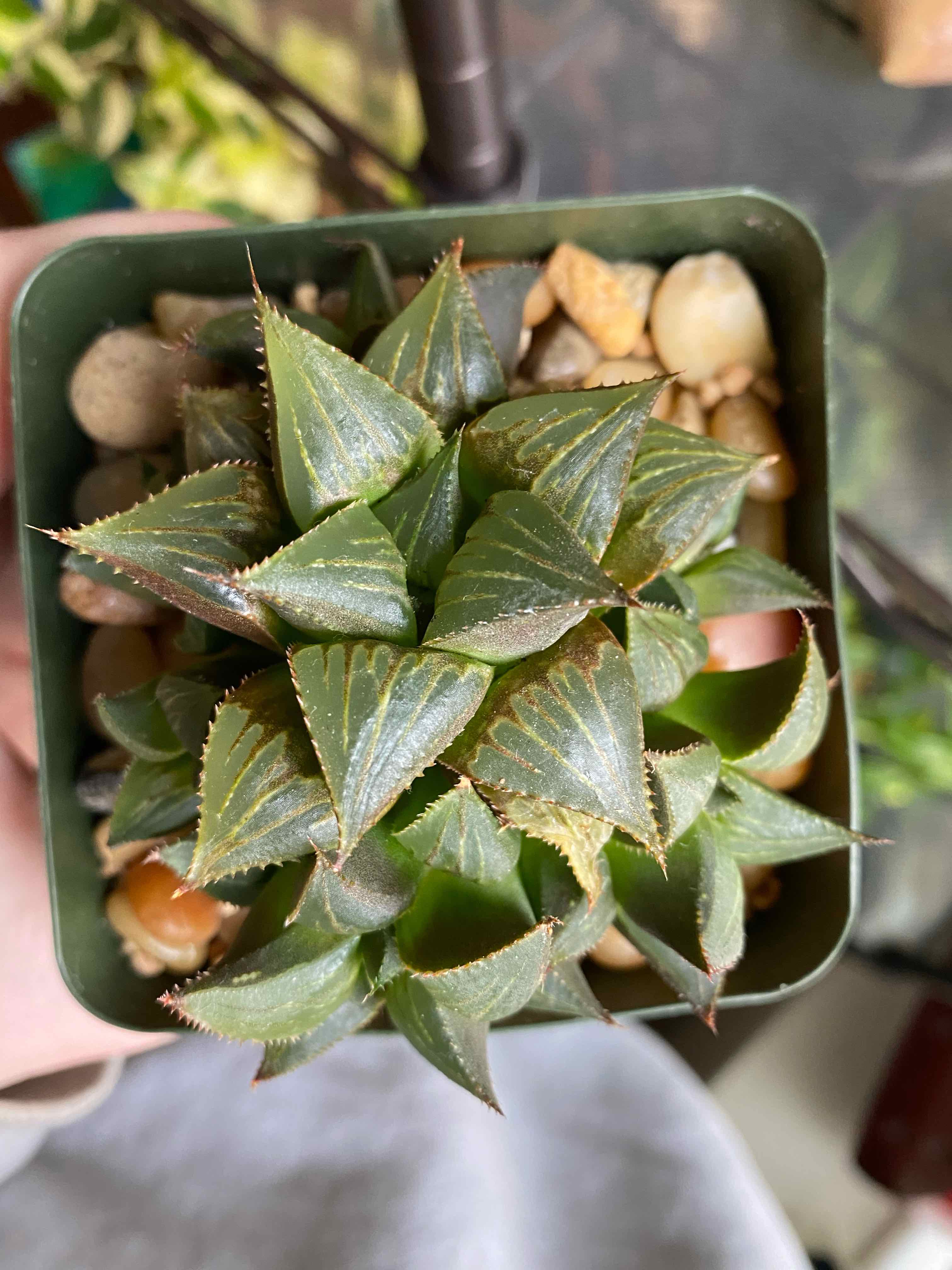 Haworthia cooperi plant in a small pot with pebbles, appearing healthy.