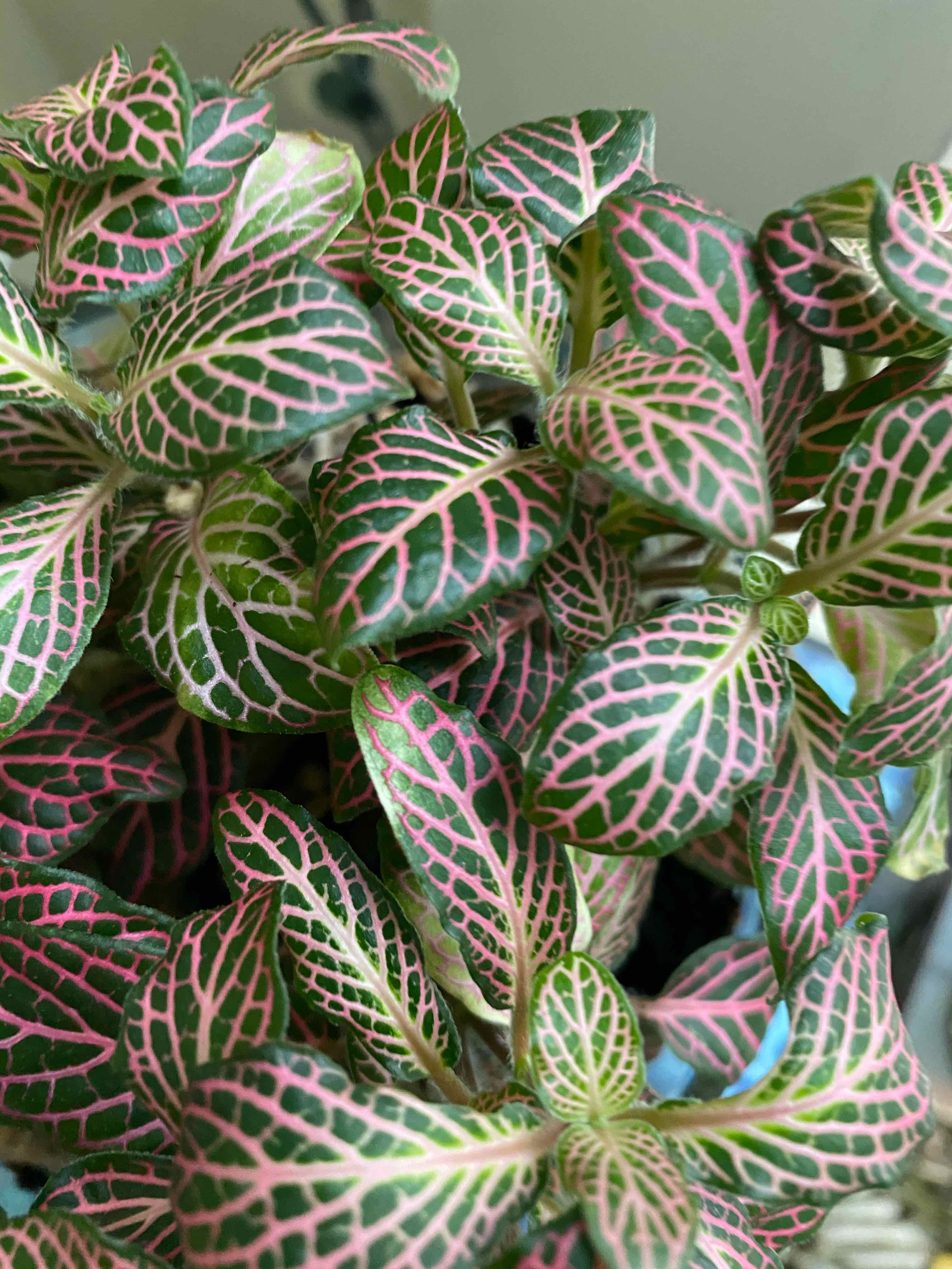 Nerve Plant with vibrant green leaves and pink veins, appearing healthy.