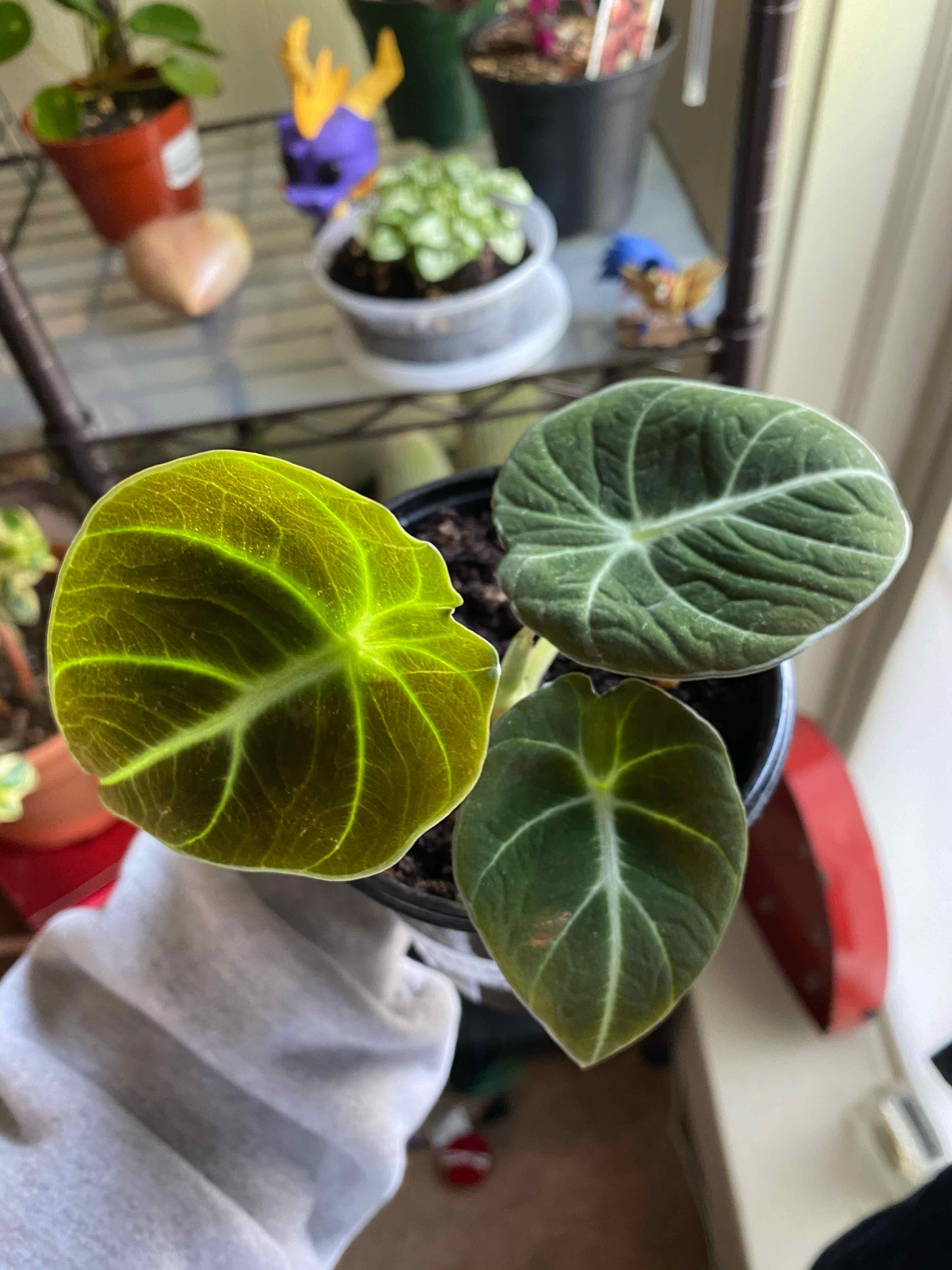 Black Velvet Alocasia plant with three leaves, one bright green and two darker with prominent veins.