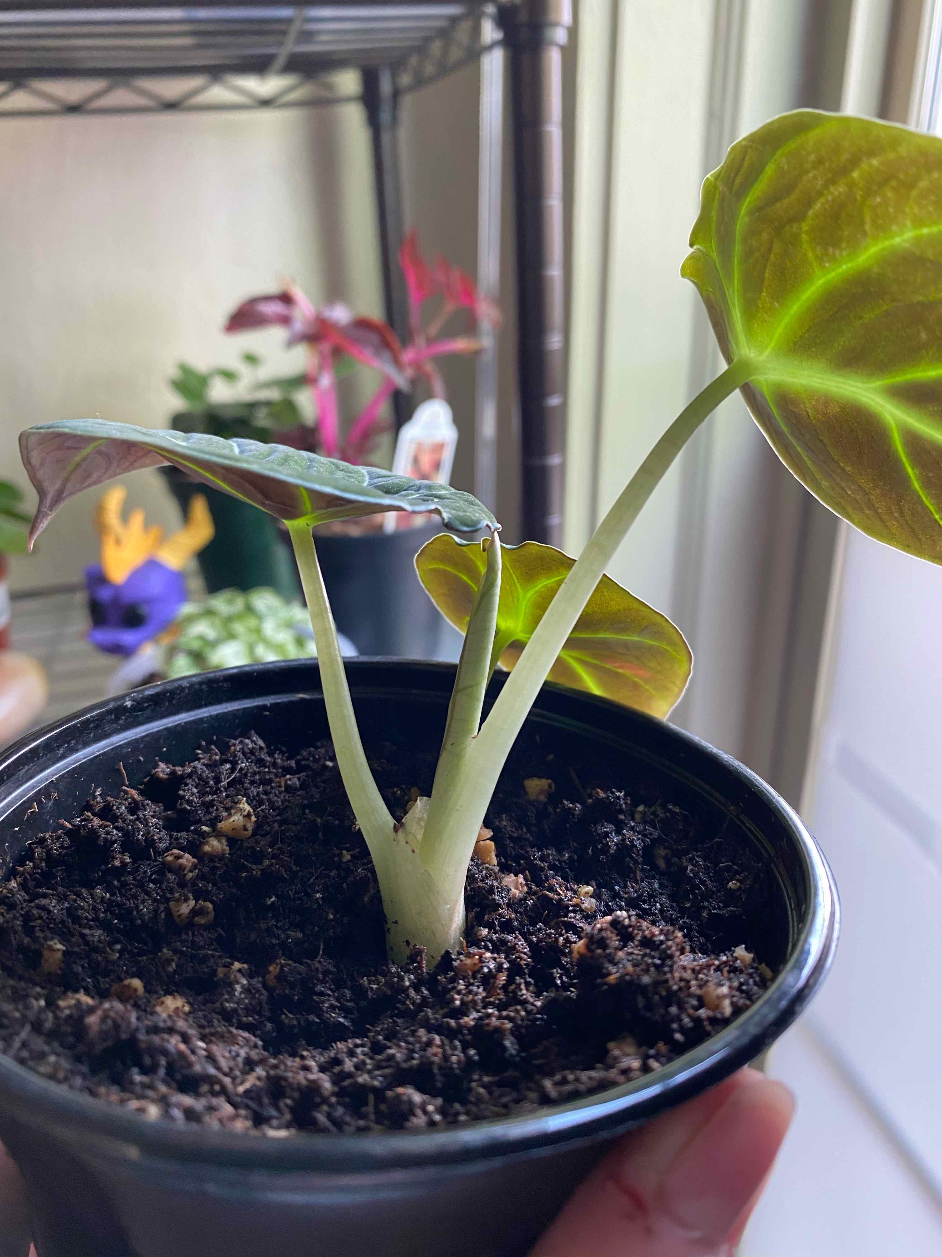 Black Velvet Alocasia plant in a pot with visible soil, slight yellowing and browning on leaves.