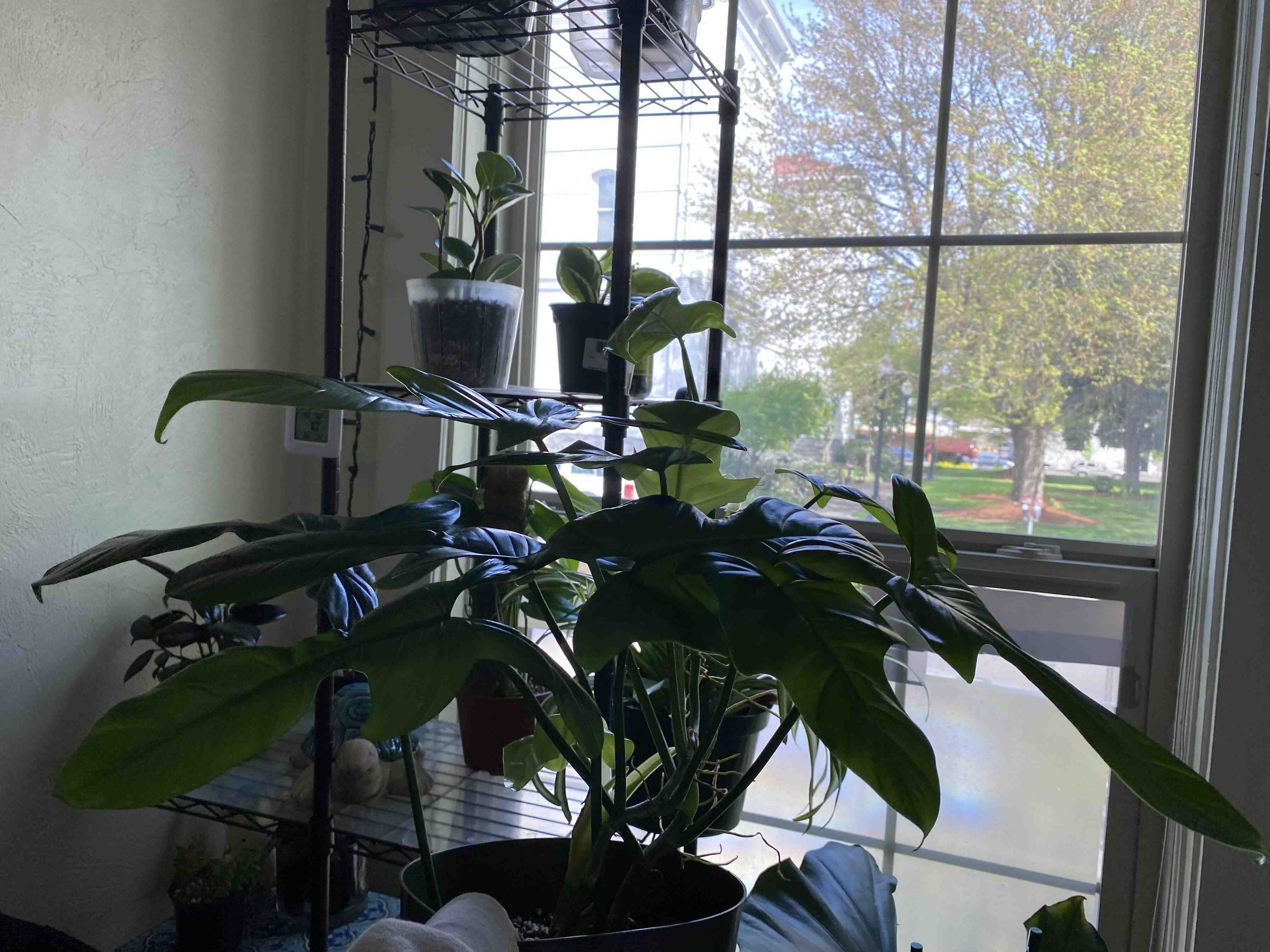Horsehead Philodendron near a window with vibrant green leaves and visible soil.