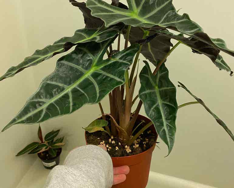 Alocasia polly plant