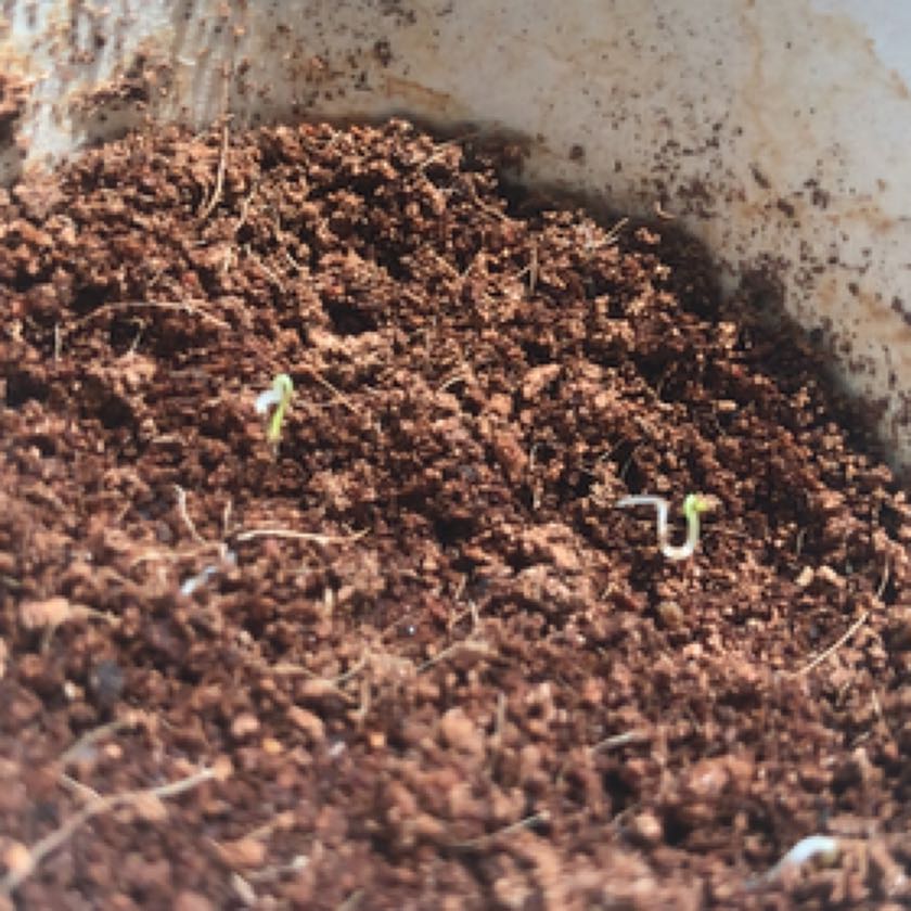 Photo of the plant species Caucalis by @AliveLippia named Doja Cat on Greg, the plant care app