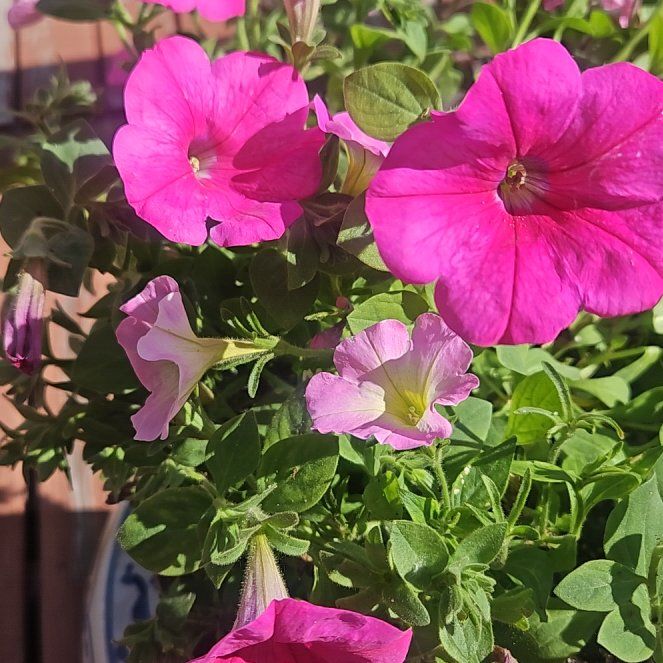 Photo of the plant species Petunia 'Surprise Hot Pink' by @WarmGiantreed named Zadie on Greg, the plant care app